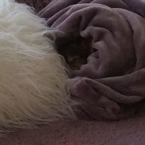 Meet your Posher, Sylvie